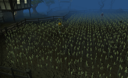 Grain field