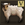 Sheep Herder icon