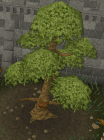 Ent yew tree
