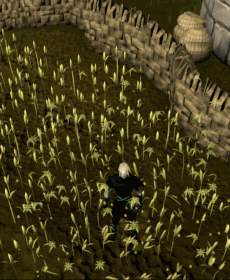 Crop Circle Teleport