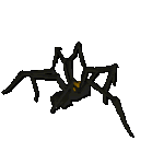 Giantspideranim