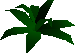 Fern