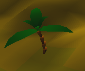 Palmtree