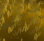 Wheat