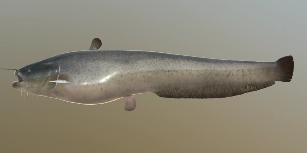 Catfish Russian Fishing 4 Wiki Fandom