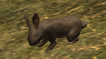 Lapin