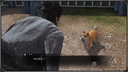 Pet
