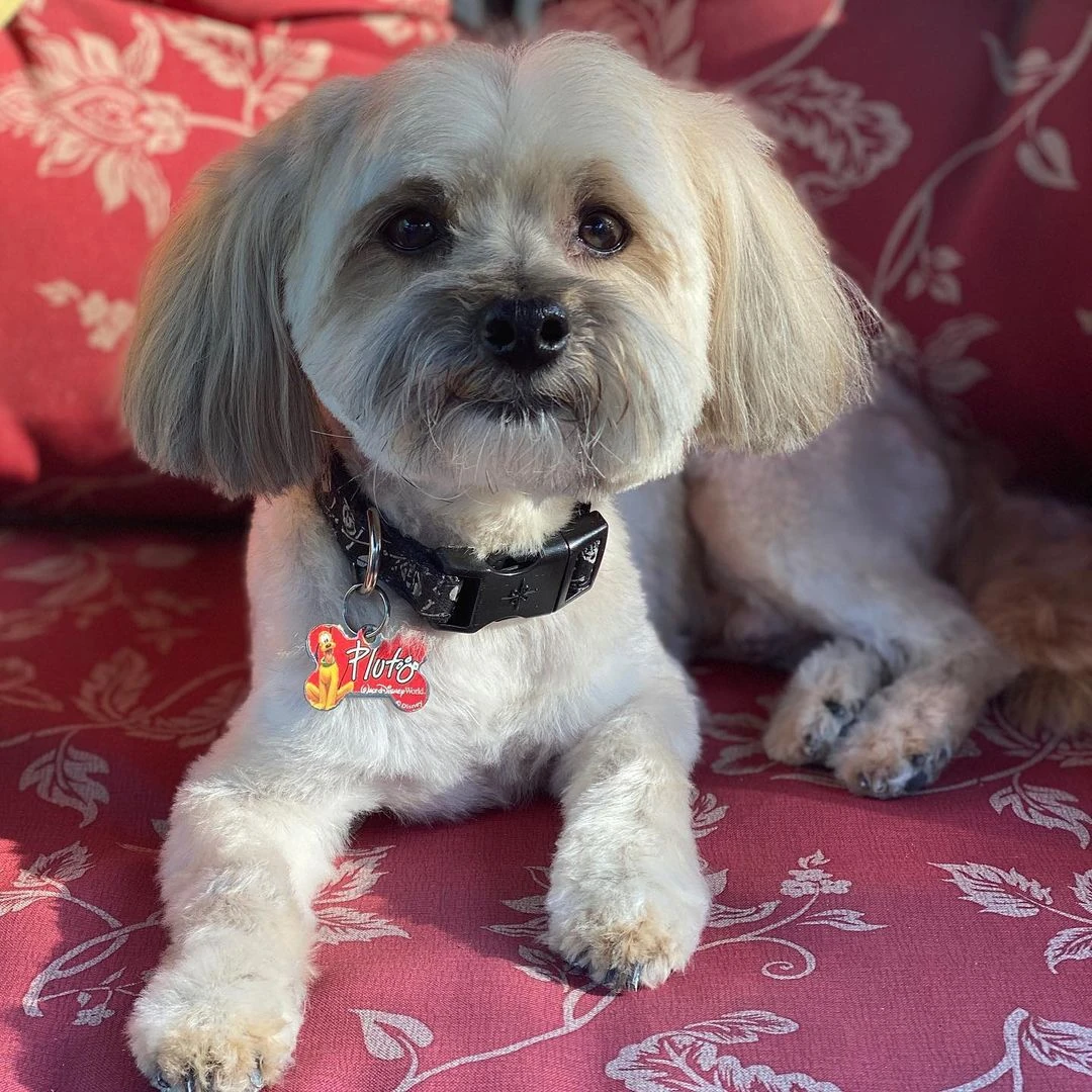 Goodwin | Sabrina Carpenter Wiki | Fandom