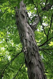 400px-Duke Forest shagbark hickory trunk