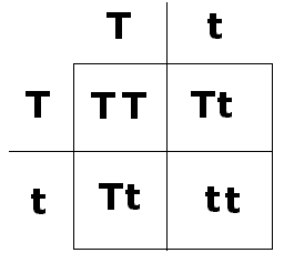 Bildresultat fÃ¶r punnett square