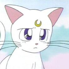 Artemis Sailor Moon Wiki Fandom