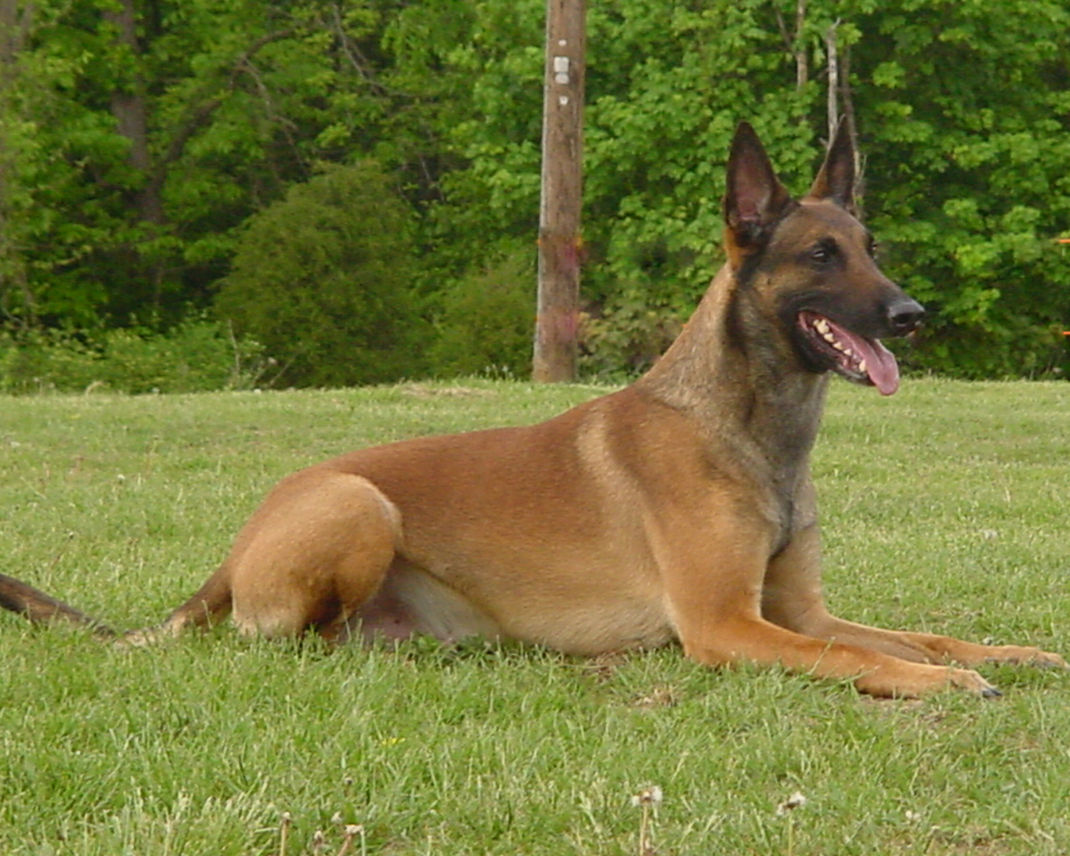 Belgian Malinois | SAKC Dogs Wiki | FANDOM powered by Wikia