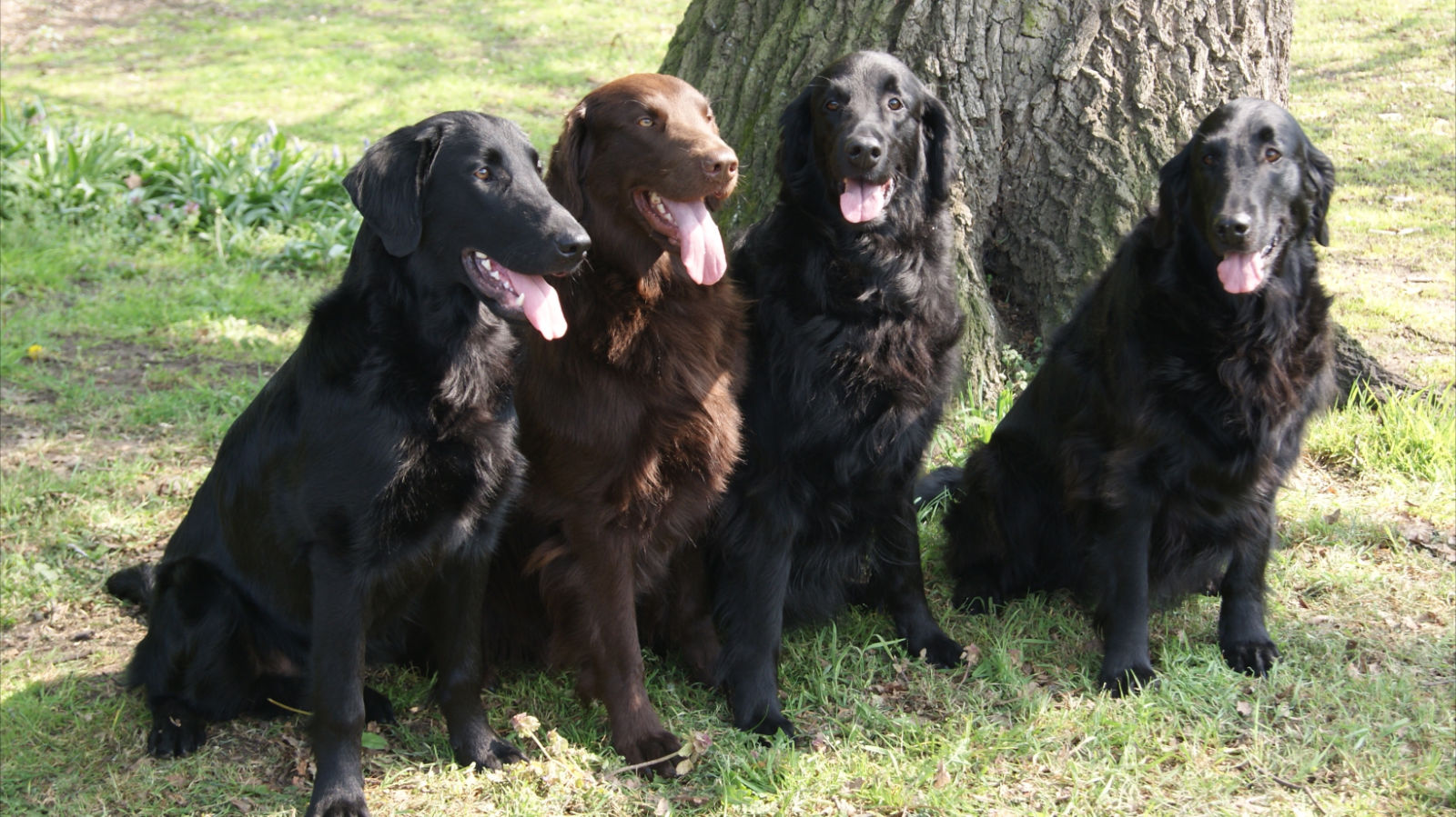 Flat-Coated Retriever | SAKC Dogs Wiki | FANDOM powered by Wikia