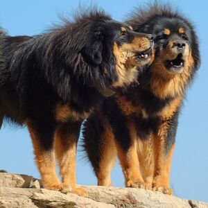 Tibetan Mastiff Sakc Dogs Wiki Fandom