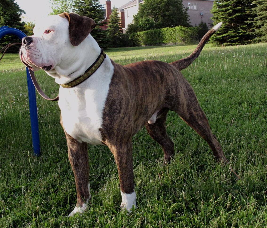 American bulldog sakc dogs wiki fandom powered by wikia