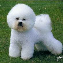 Bichon Frise Sakc Dogs Wiki Fandom