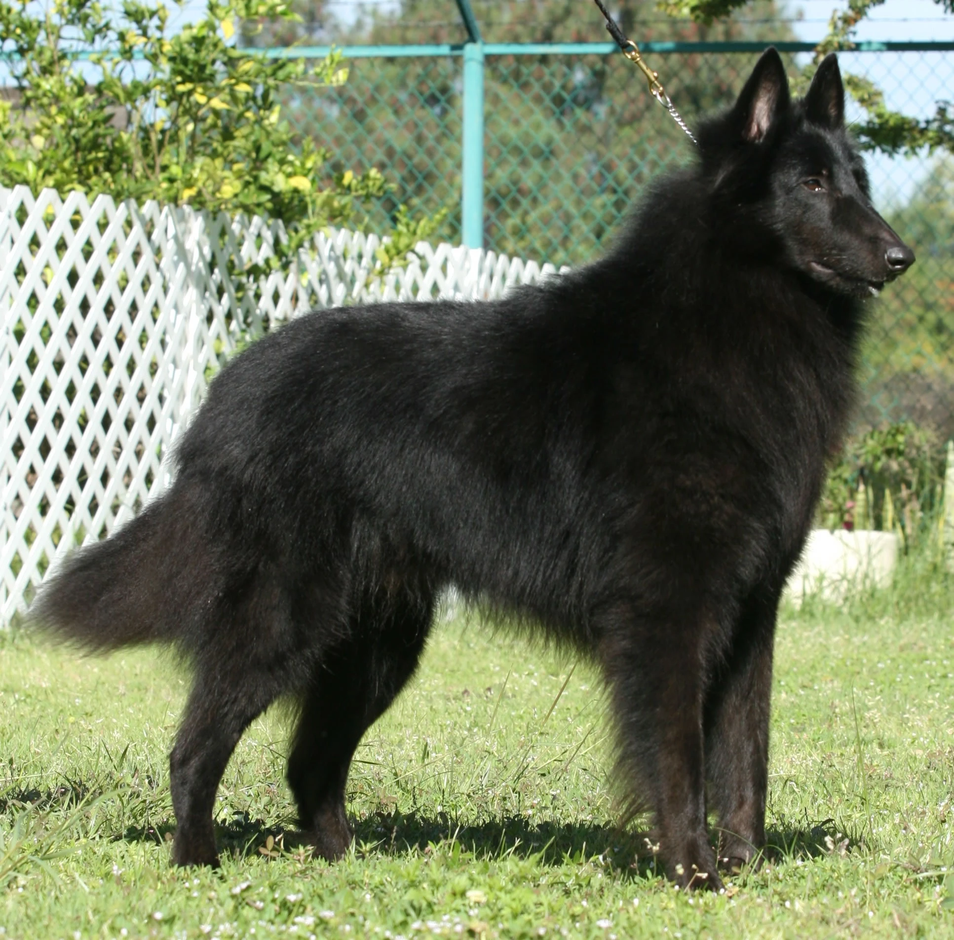 Belgian Groenendael SAKC Dogs Wiki FANDOM powered by Wikia
