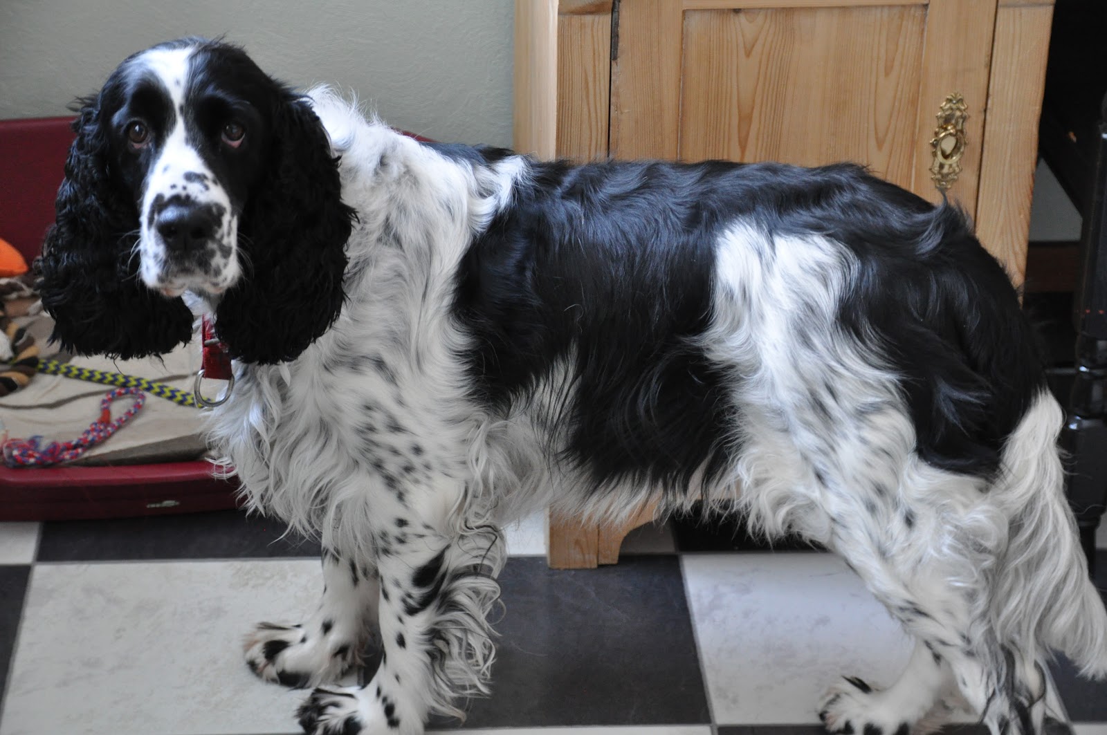 english-springer-spaniel-sakc-dogs-wiki-fandom-powered-by-wikia
