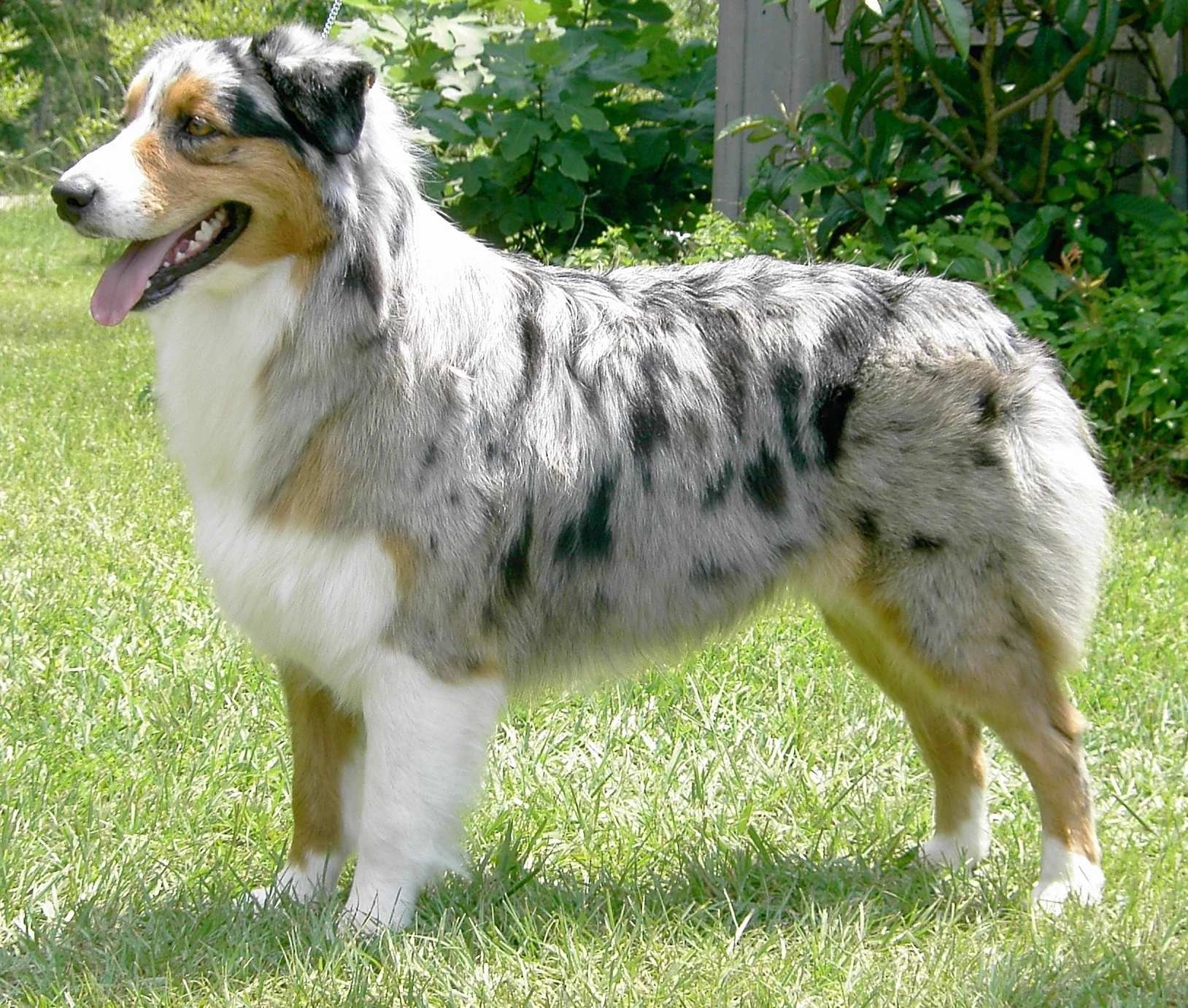 Australian Shepherd SAKC Dogs Wiki FANDOM powered by Wikia
