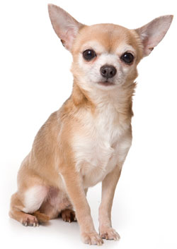 Chihuahua Zoopedia Wiki Fandom