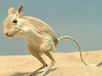 Jerboa-image-02