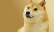 Doge