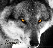 Morpheusava