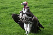 640px-Lappet-faced vulture 1