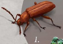Beetle