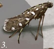 Moth