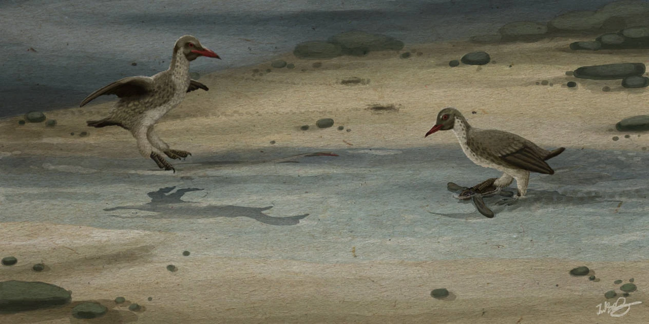 CategoryHesperornithes Saurian Wikia Fandom