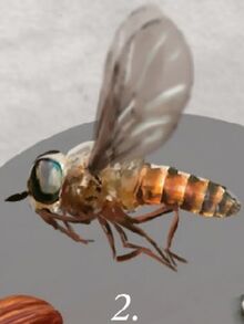 Fly