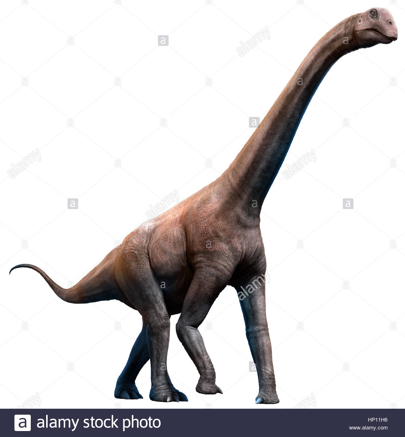brontosauruses