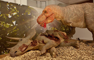 tyrannosaurus rex eating triceratops