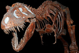 800px-Fossil Tyranausaurus Rex at the Royal Tyrell Museum, Alberta, Canada