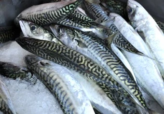 Maquereau Wikia Saveurs Du Monde Fandom