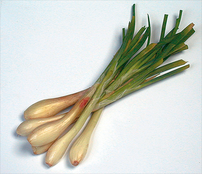 038 Allium-fisto 400