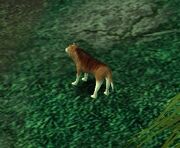 Pic wolf