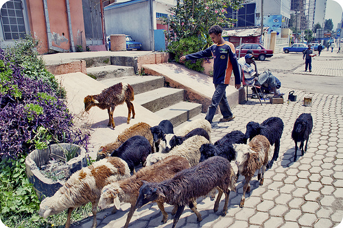 Goats on the street