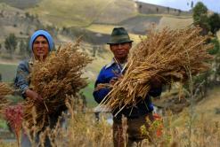 FairtradeQuinoa