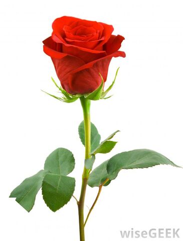 File:Red-rose.jpg