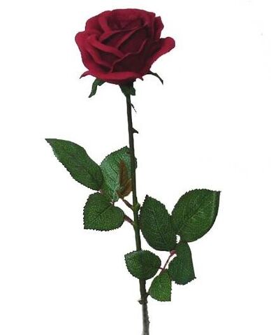 File:Rose.jpg