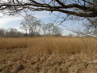 Lobau