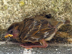Spatz
