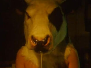 Cow-head