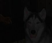 Cute smile.dog-the real life thing.