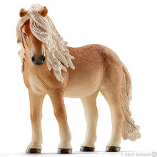 Icelandic Pony Mare