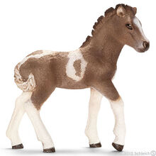 Icelandic Foal