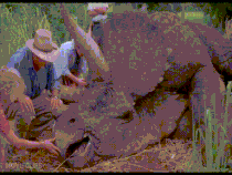 triceratops with three long horns