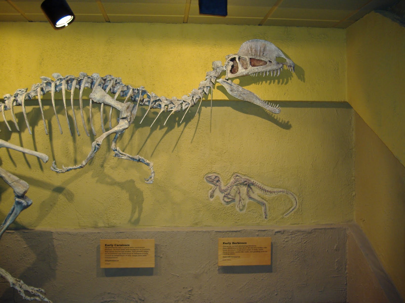 dilophosaurus fossil for sale